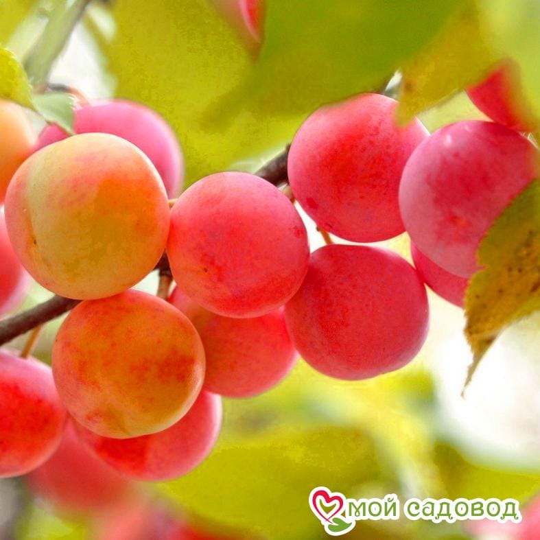 Алыча Оленька