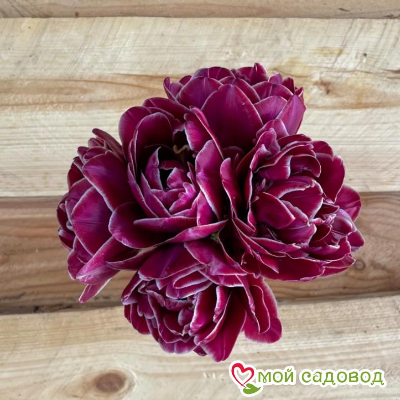 Тюльпан махровый Дрим Тач