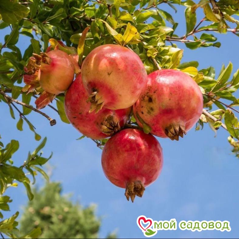 Гранат Гюлоша розовая