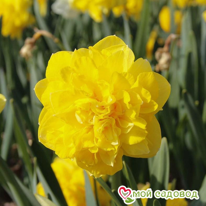 Нарцисс махровый Истертайд