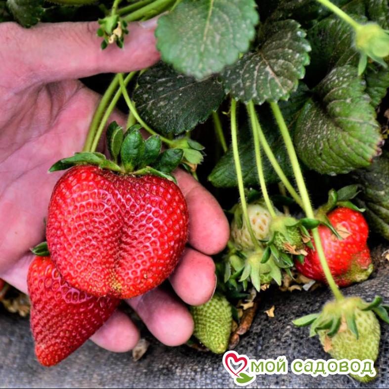 Клубника Кисс неллис