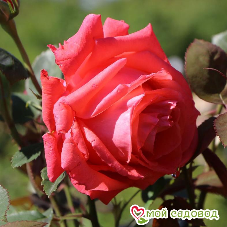 Роза Супер Стар