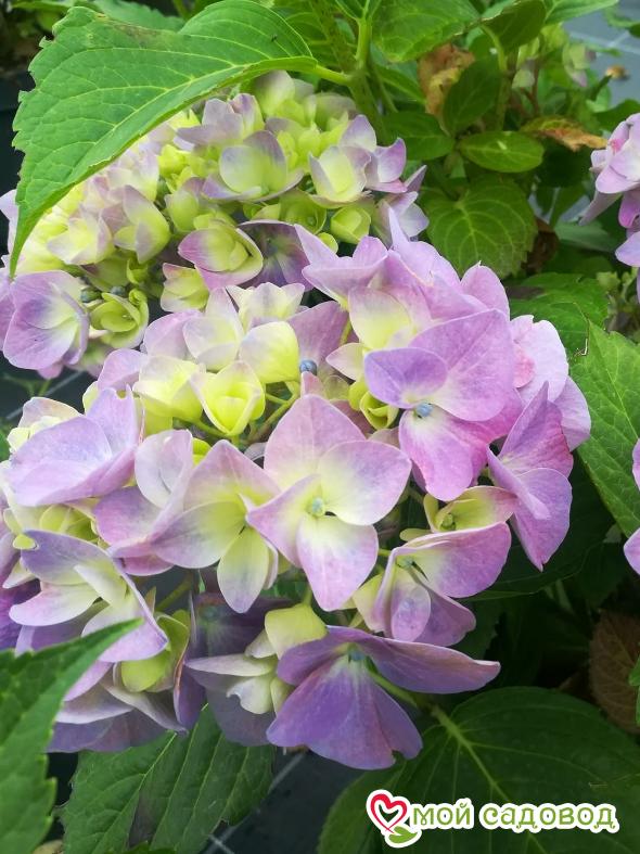 Гортензия крупнолистная Гертруд Гленн ЗКС