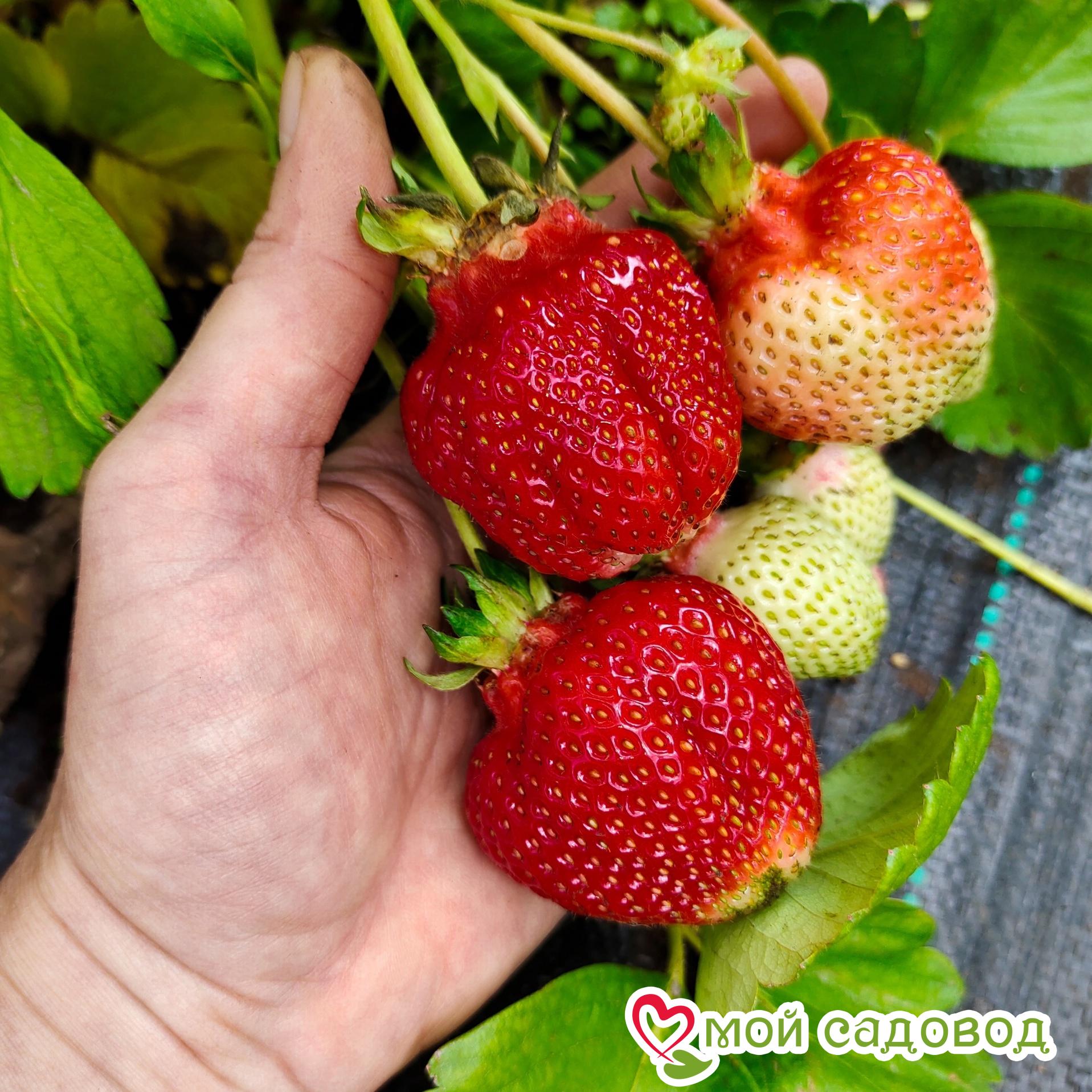 Клубника ремонтантная (крупноплодная) Свит Мери