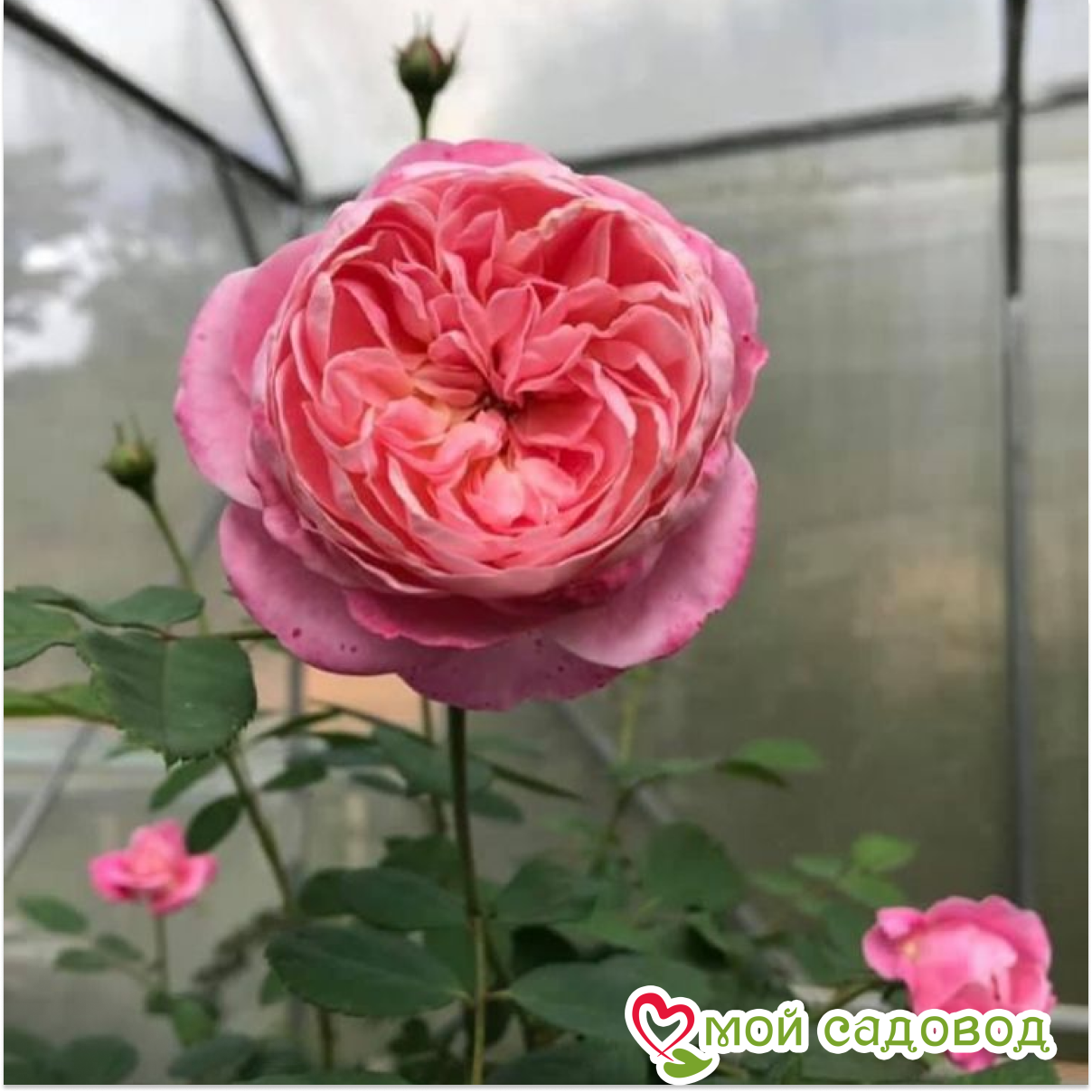 Роза кустовая Юмэ Акари