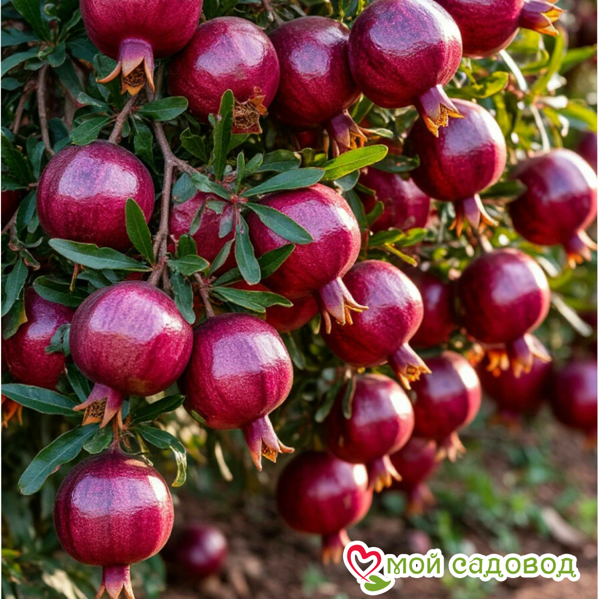 Гранат Ак Дона